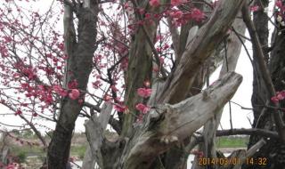 接不上茬是什么生肖 接不上茬是什么生肖